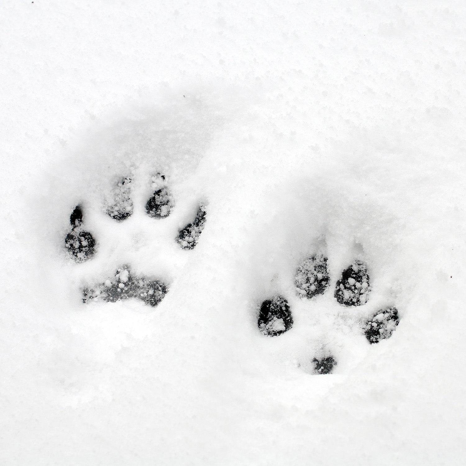 How Can I Protect My Dog's Paws from Salt and Ice Melt?