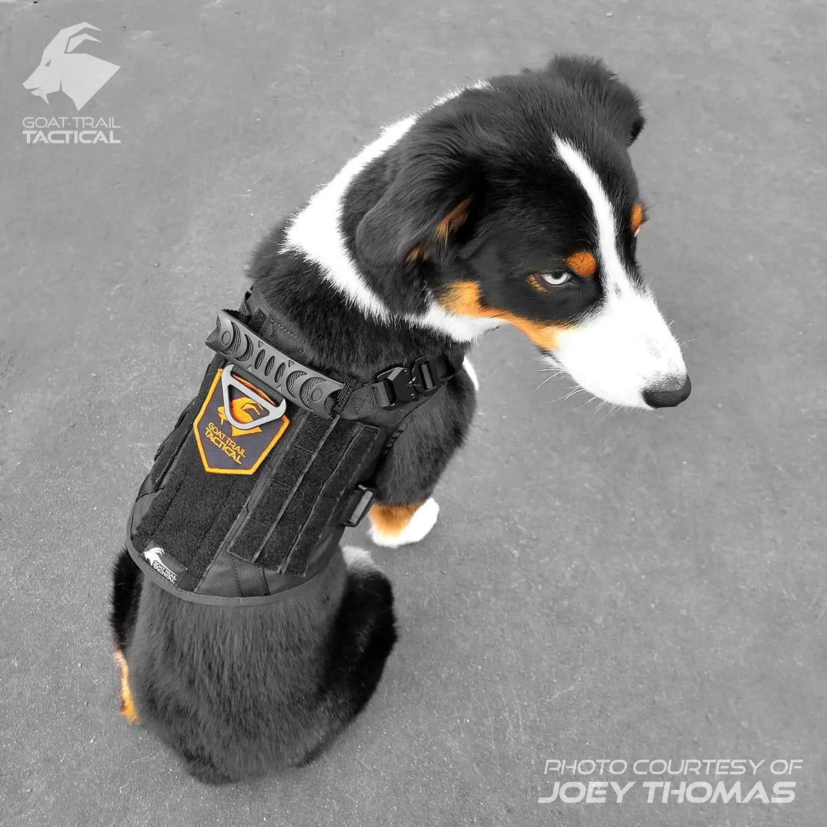 Tactical Dog Harness - Reflective Dog Vest - Army Dog Harness - Full Body Tactical  Dog Harness -– Goat Trail Tactical