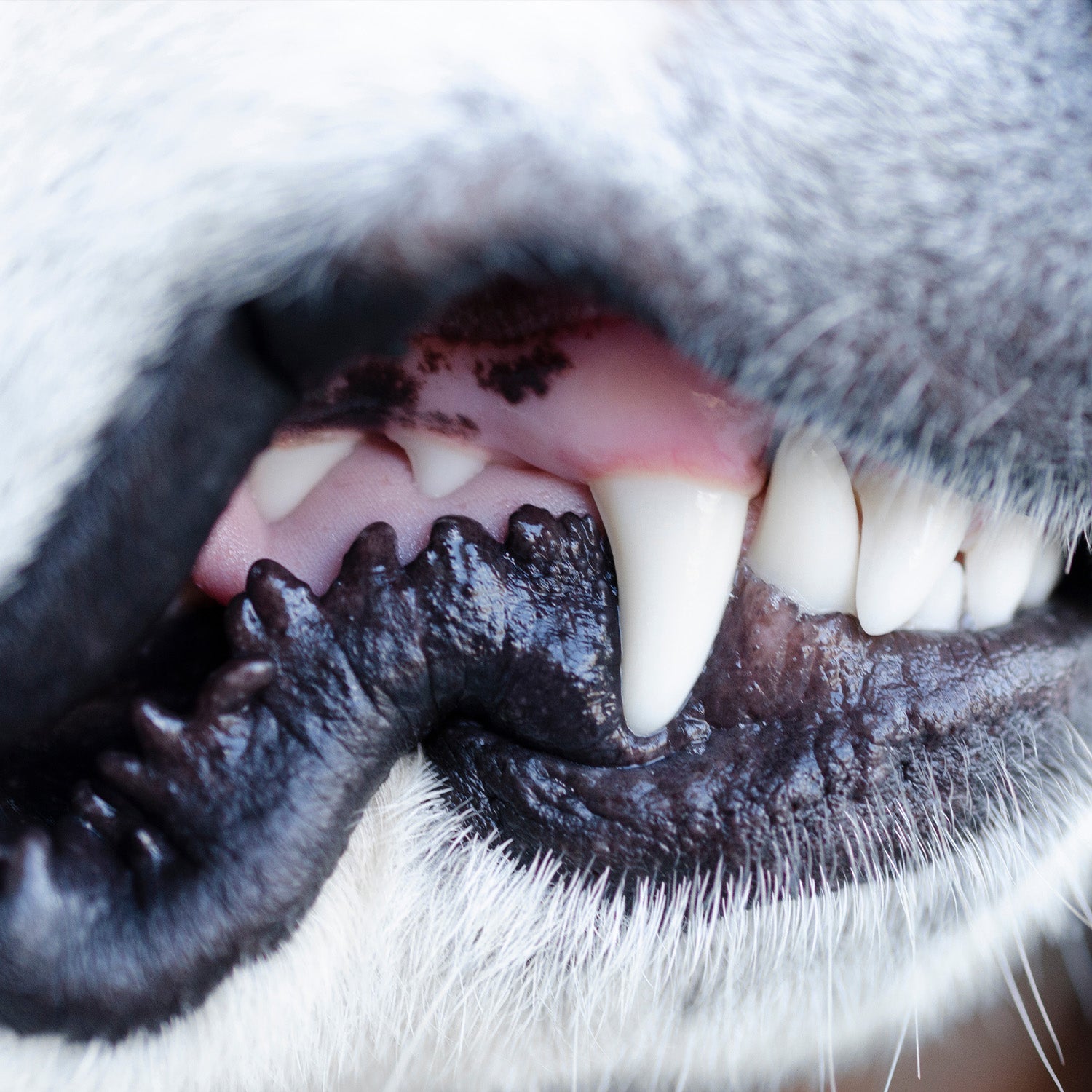 Dog Teeth Cleaning: A Bite into Dental Health