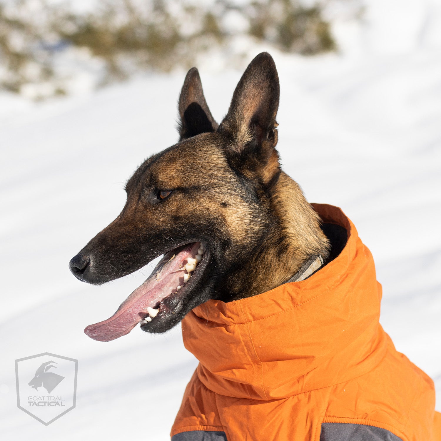 How Can I Keep My Dog Warm During the Cold Winter Months?