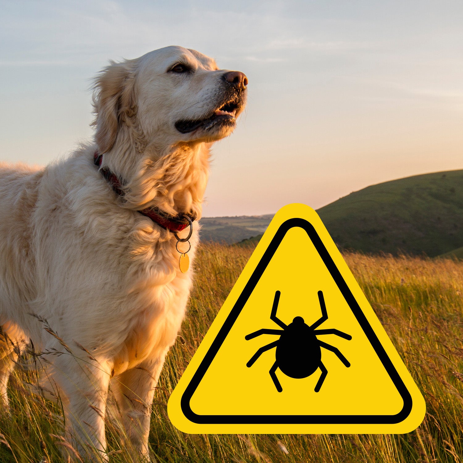 What Are the Best Natural Remedies for Flea and Tick Prevention?