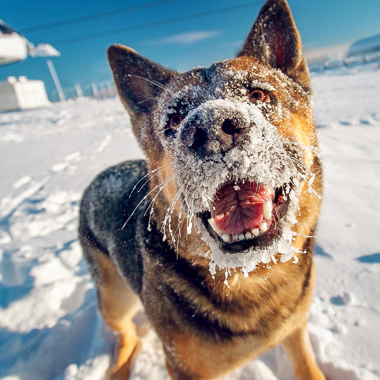 Keeping Dogs Safe During the Snowy Season: Top 4 Tips