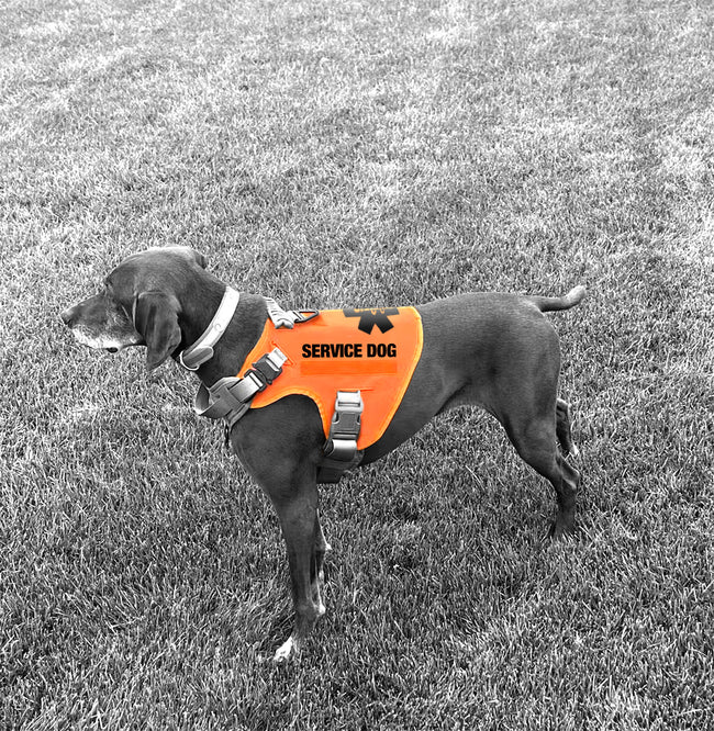 SSGLex™ Cape | Service Dog Harness Cape | Cape Only