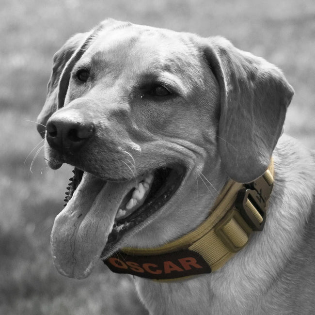 SFCBeast Collar | Tactical K-9 Dog Collar | 2.5" Thick Dog Collar | One size 16"-26" Goat Trail Tactical