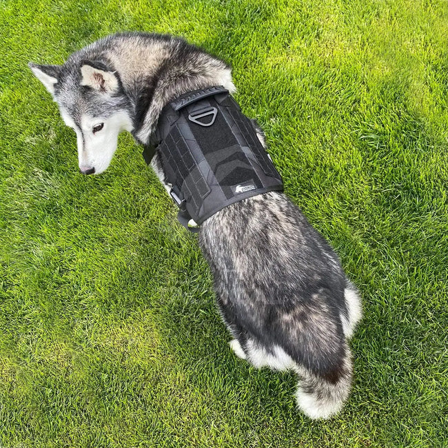 Heavy-Duty Tactical No-Pull Dog Harness