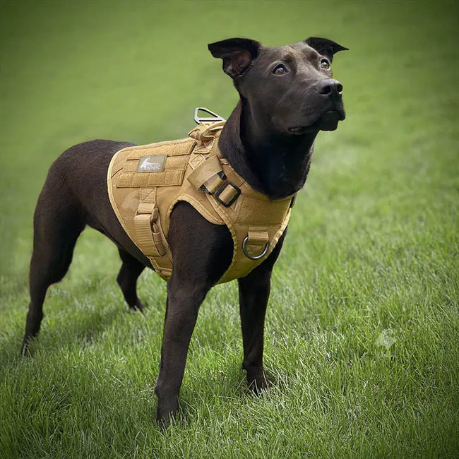 221B Tactical Artemis Dog Harness, Black / Medium